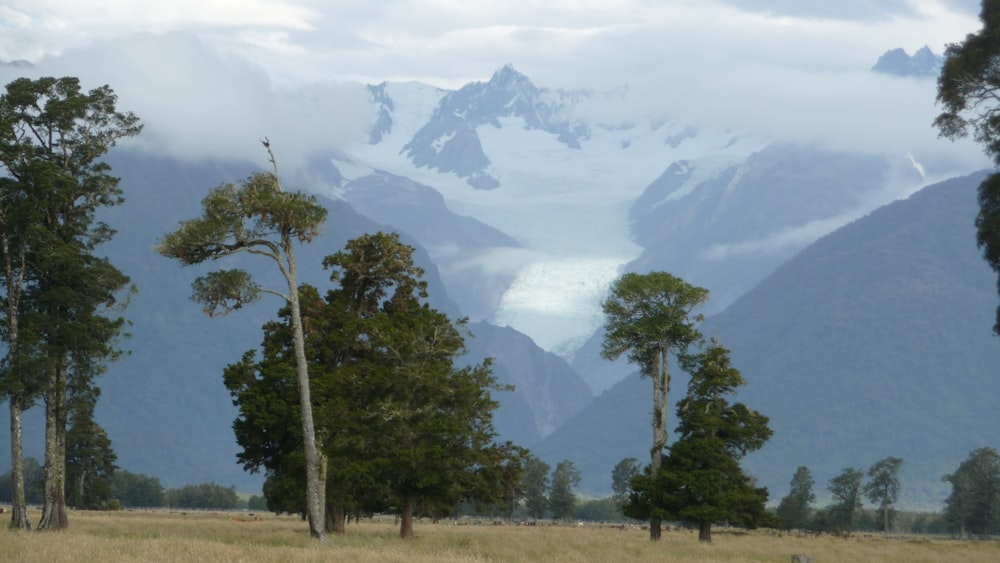 a group of trees in a field with mountains in the background