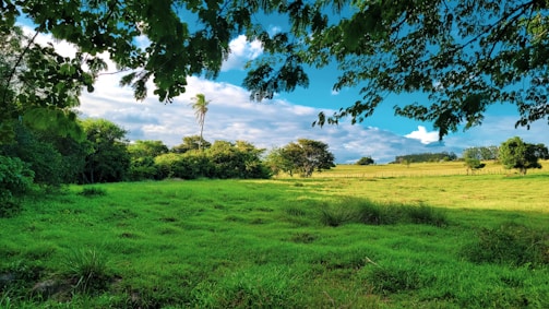 a field of grass and trees