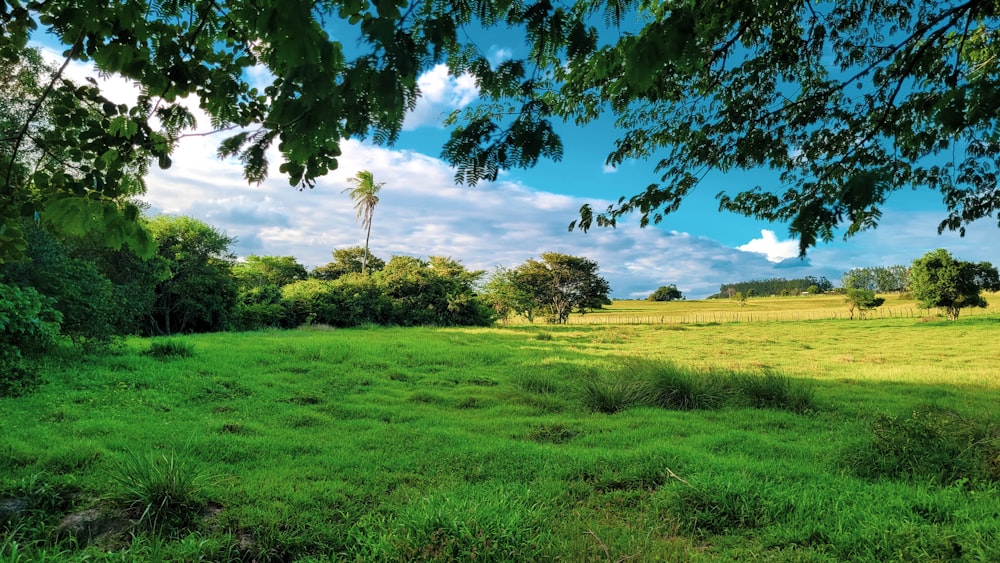 a field of grass and trees