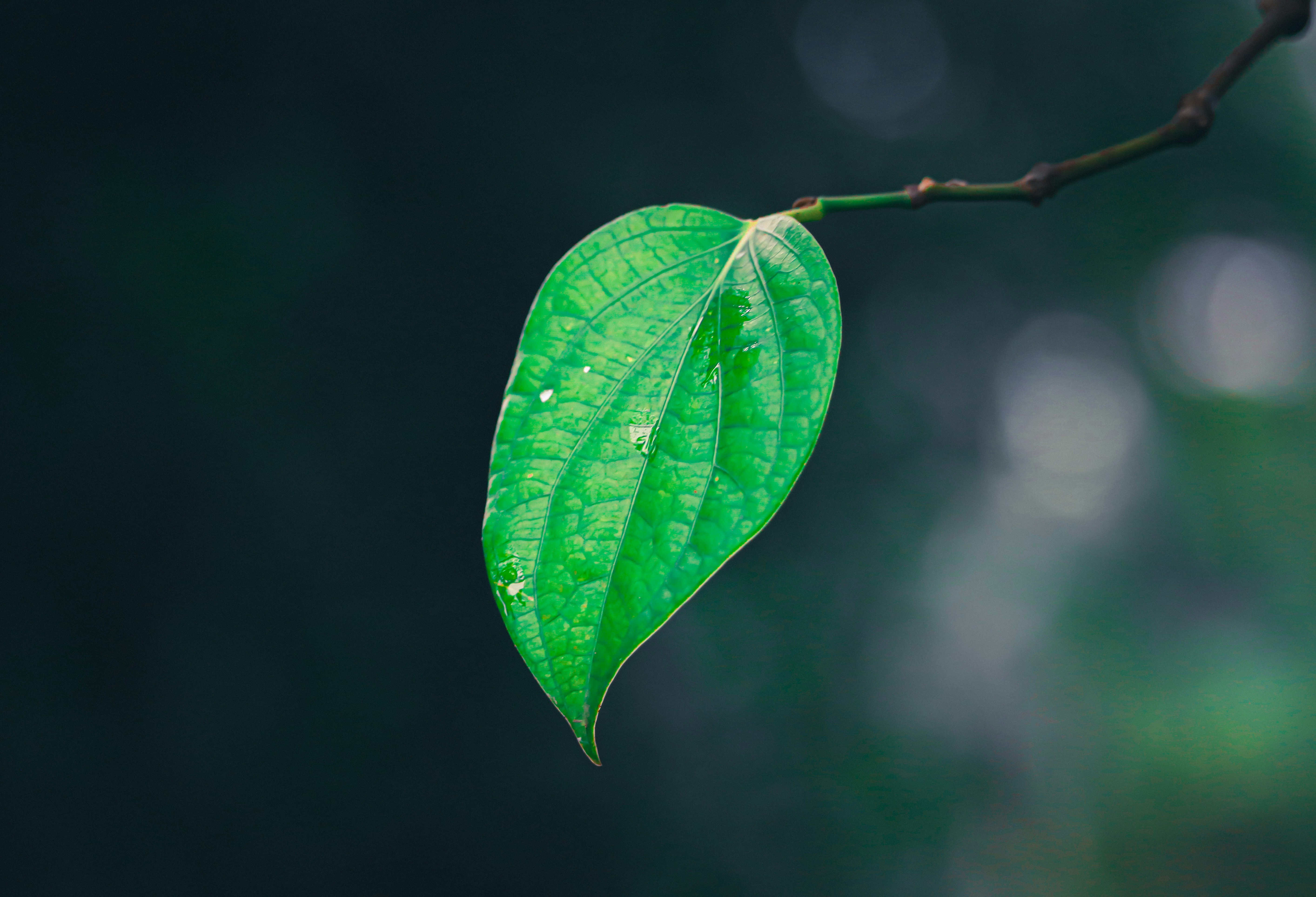 Photo by soonamwooeser