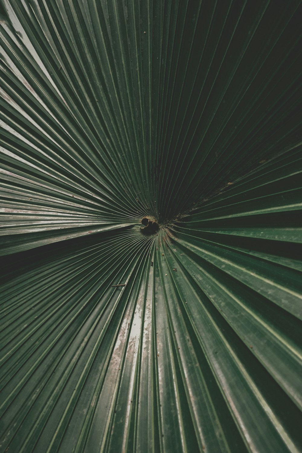 a close up of a plant