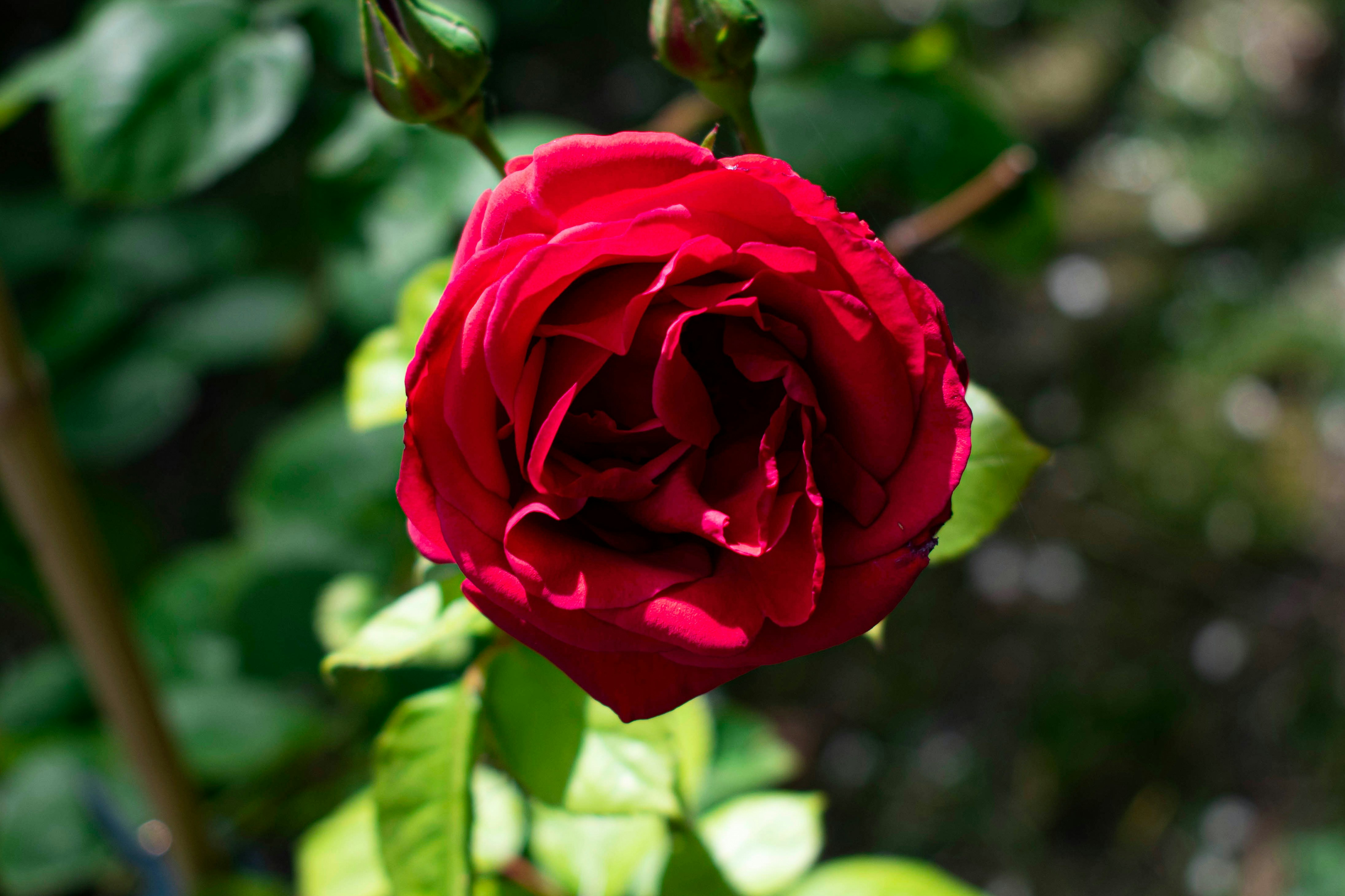 Image of user's plant or flower