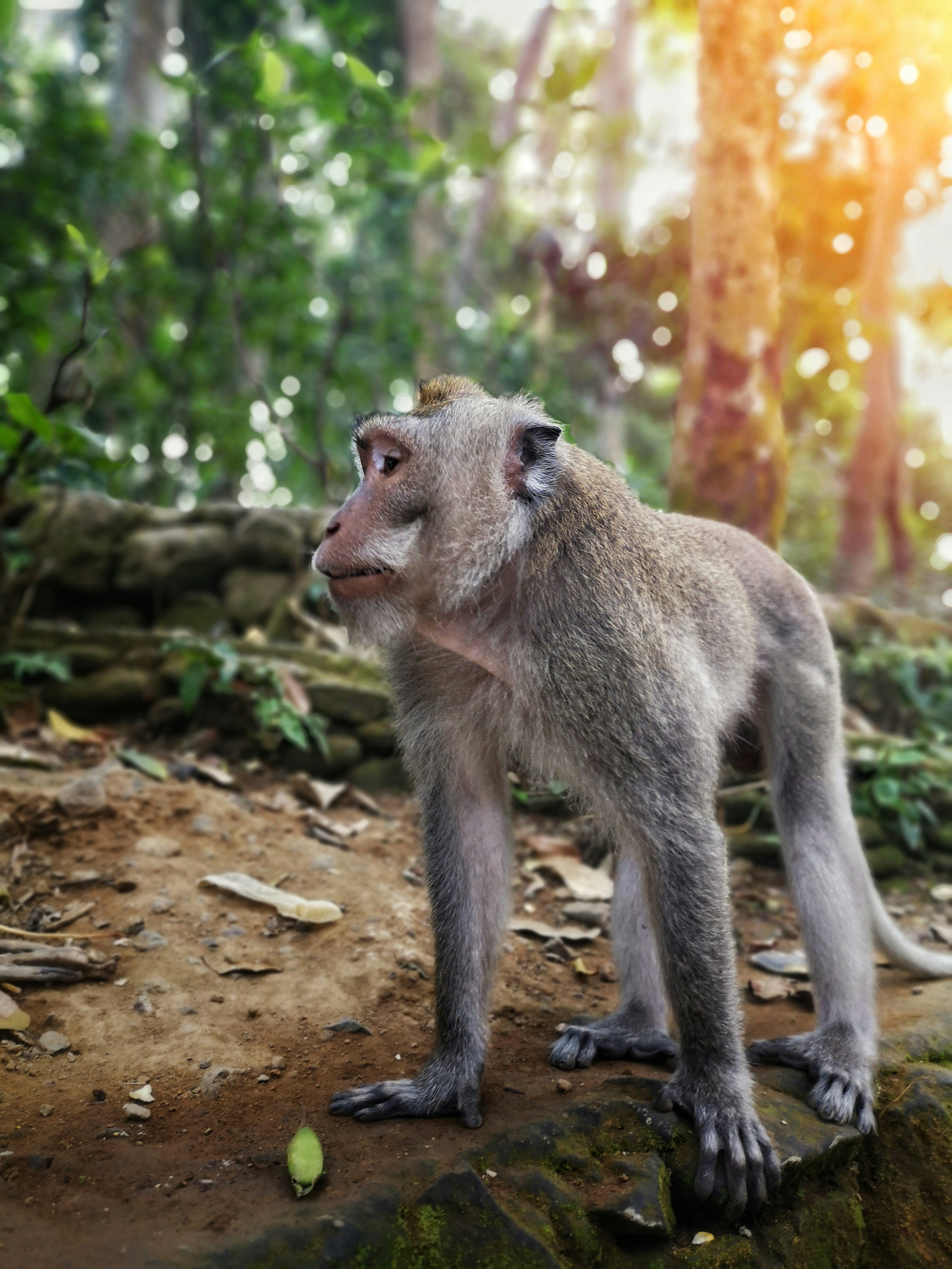 a monkey standing on a rock