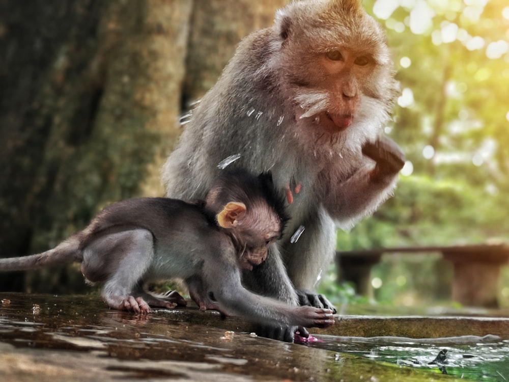 a monkey holding a baby monkey