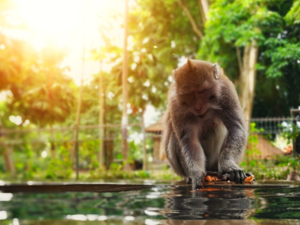 a monkey standing on a rock in a pond