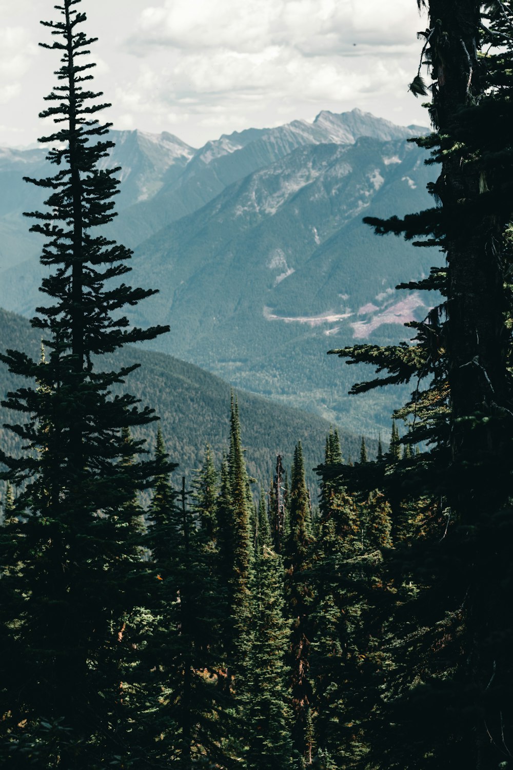 a view of a mountain range from a forest