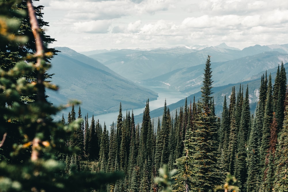 a forest of trees