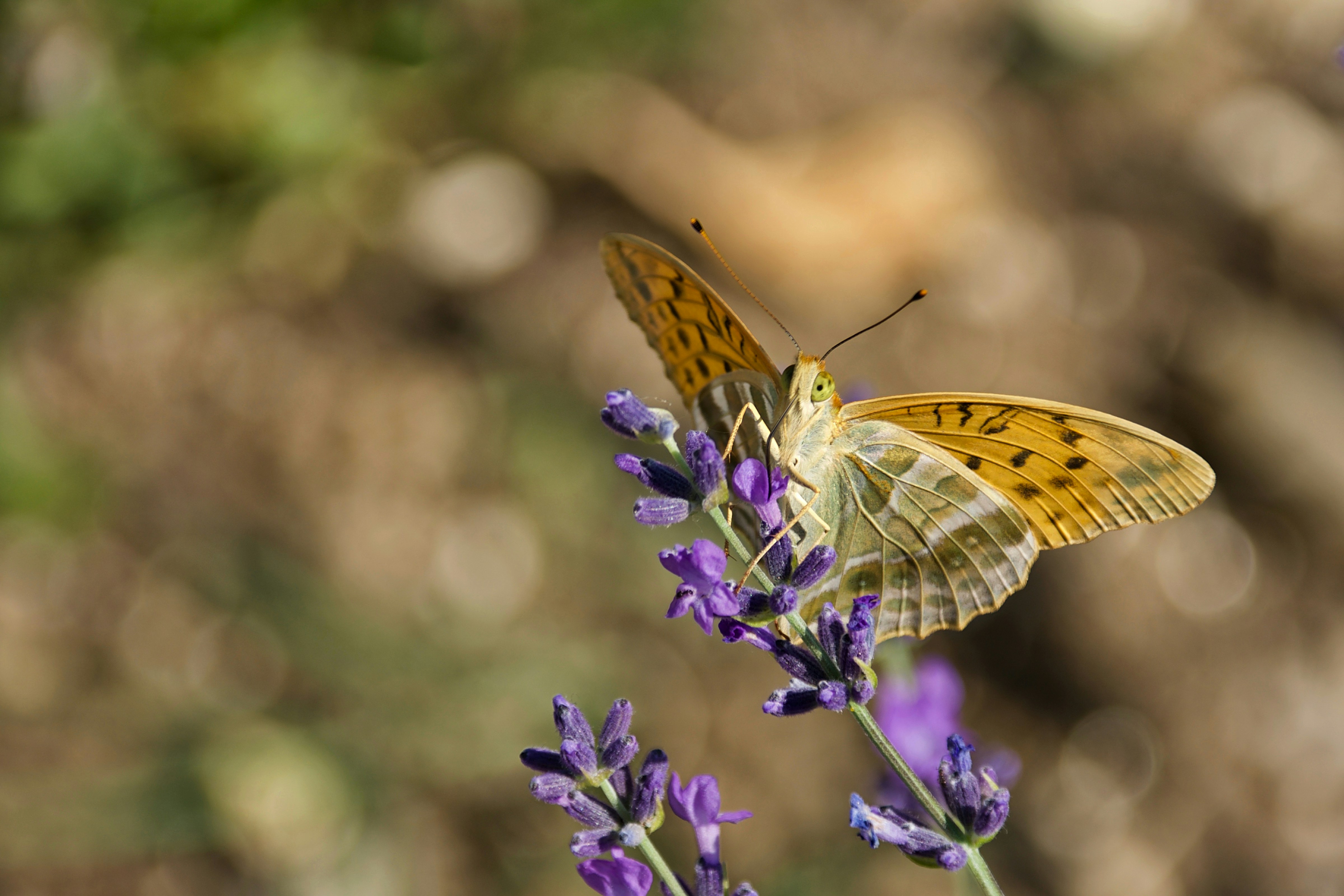 Photo by mariobeducci