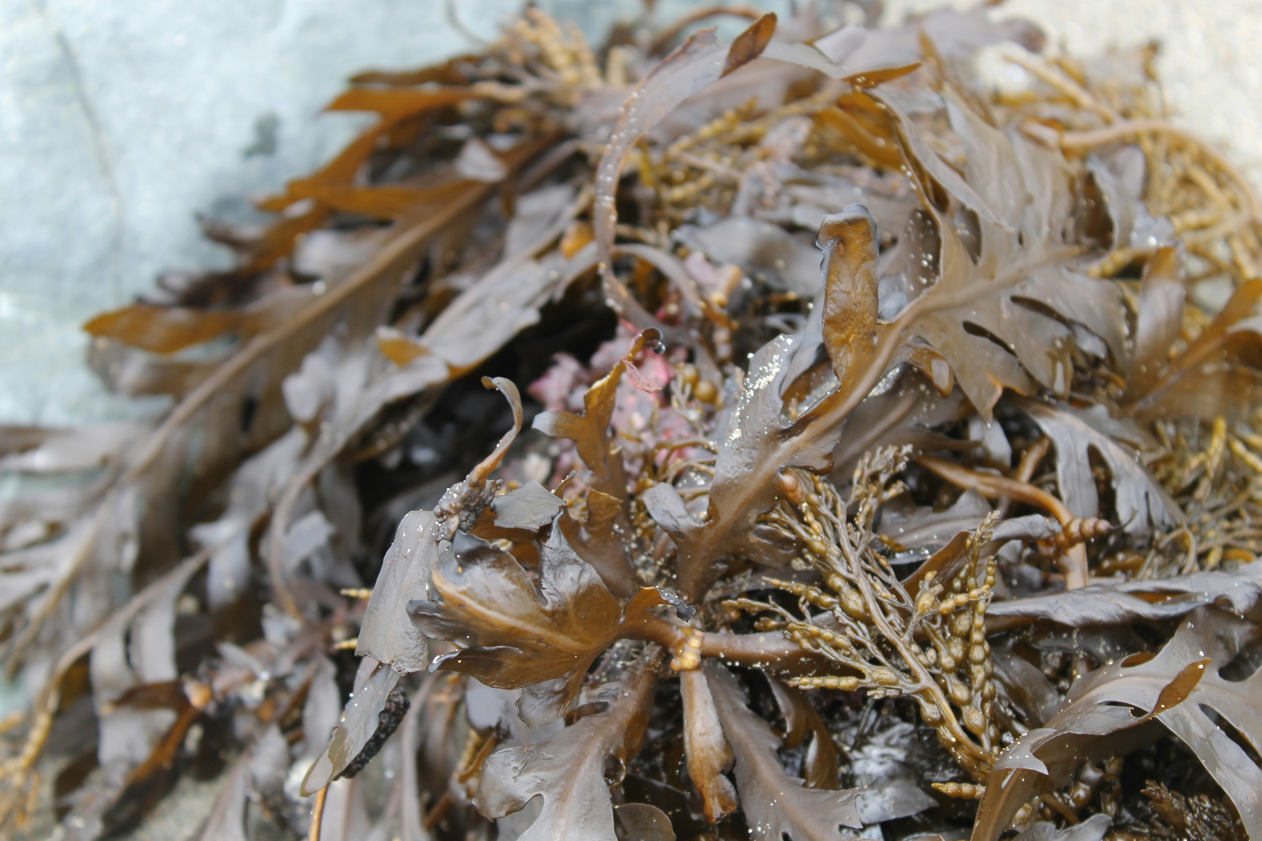 Wild Irish Sea Moss