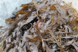 A close-up view of dark brown seaweed with broad, glossy leaves and a few air bladders, lying against a light-colored rocky surface, likely at a coastal area.