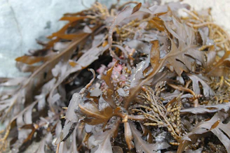 Fresh bladderwrack seaweed tangled on rocky shore under soft sunlight.