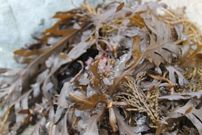 A close-up view of dark brown seaweed with broad, glossy leaves and a few air bladders, lying against a light-colored rocky surface, likely at a coastal area.