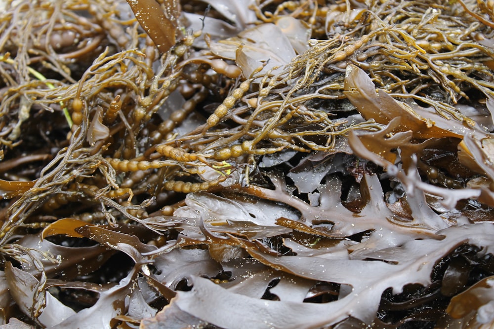 a pile of brown leaves