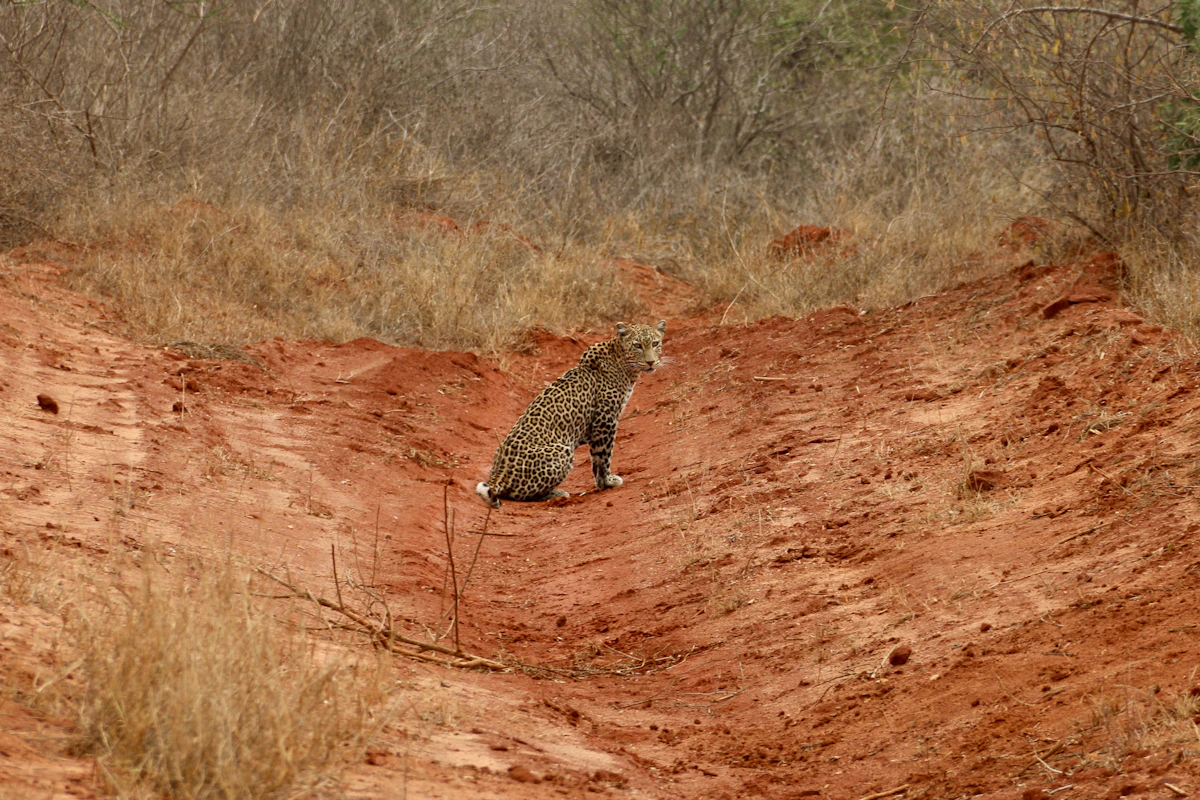 Cheetah walking along a dirt track