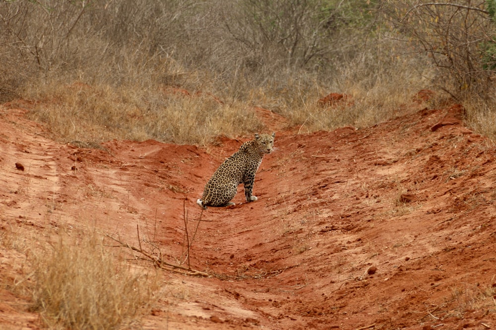 Un ghepardo che cammina su un sentiero sterrato