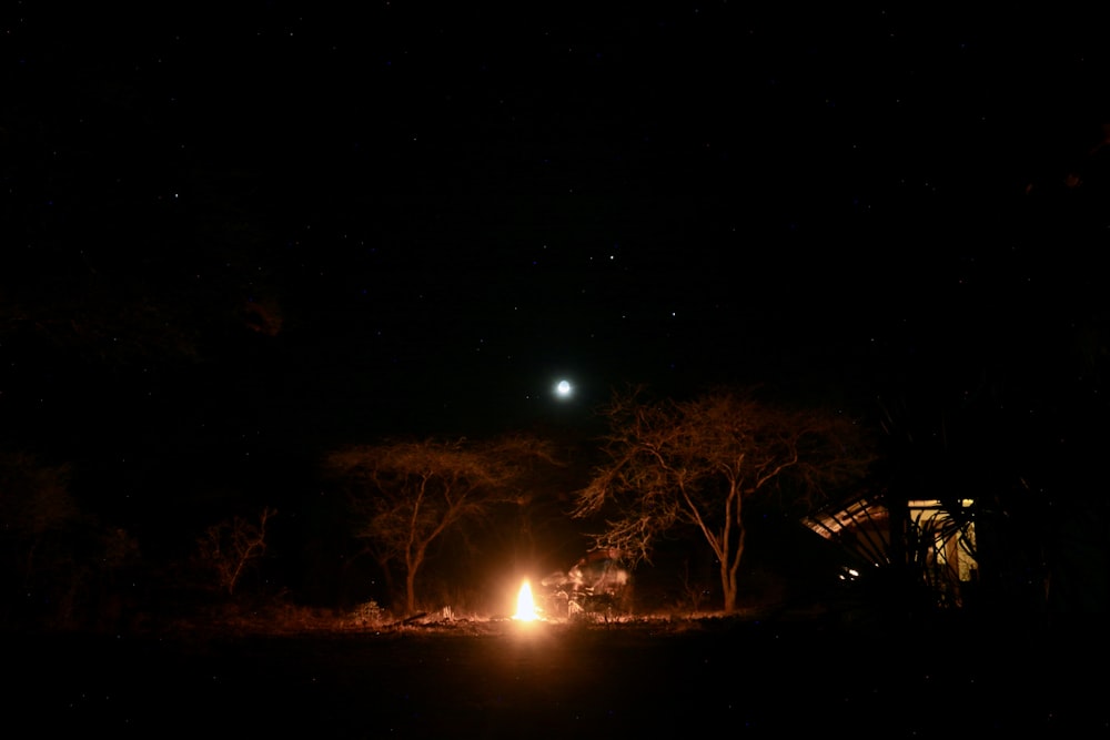 um grupo de árvores à noite