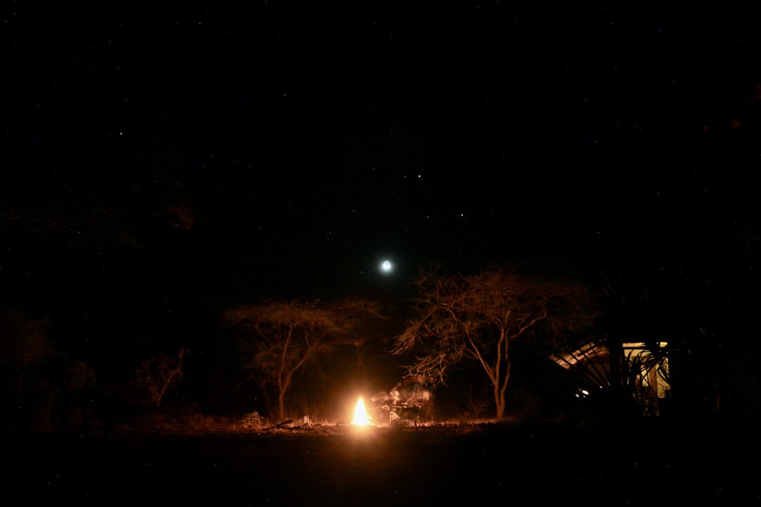 a group of trees at night,