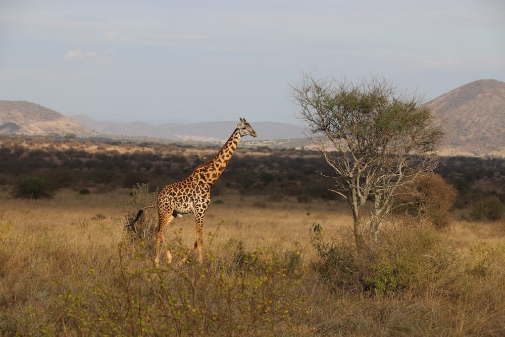 una jirafa en una pradera
