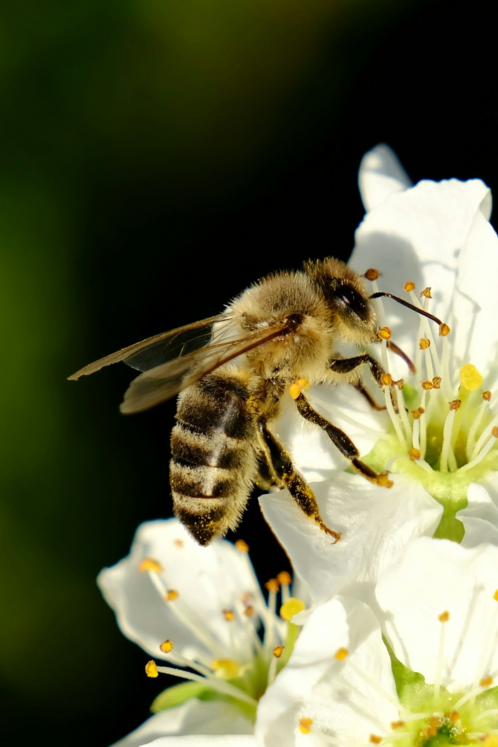 a bee on a flower