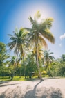 a group of palm trees