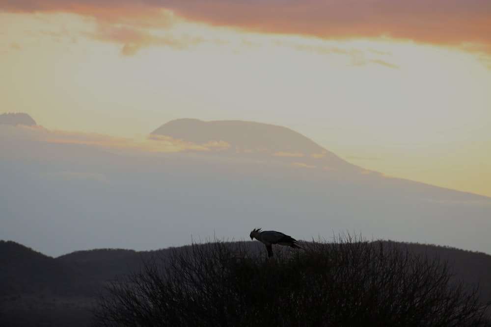 a bird on a hill