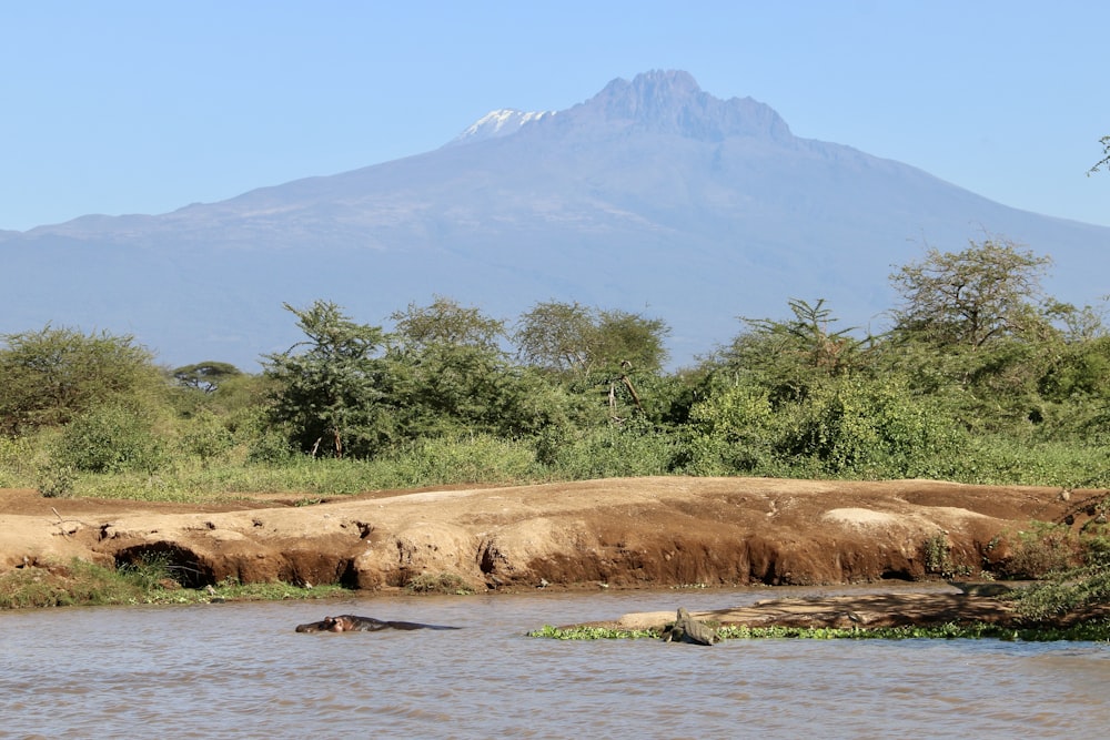 a body of water with trees and a mountain in the background