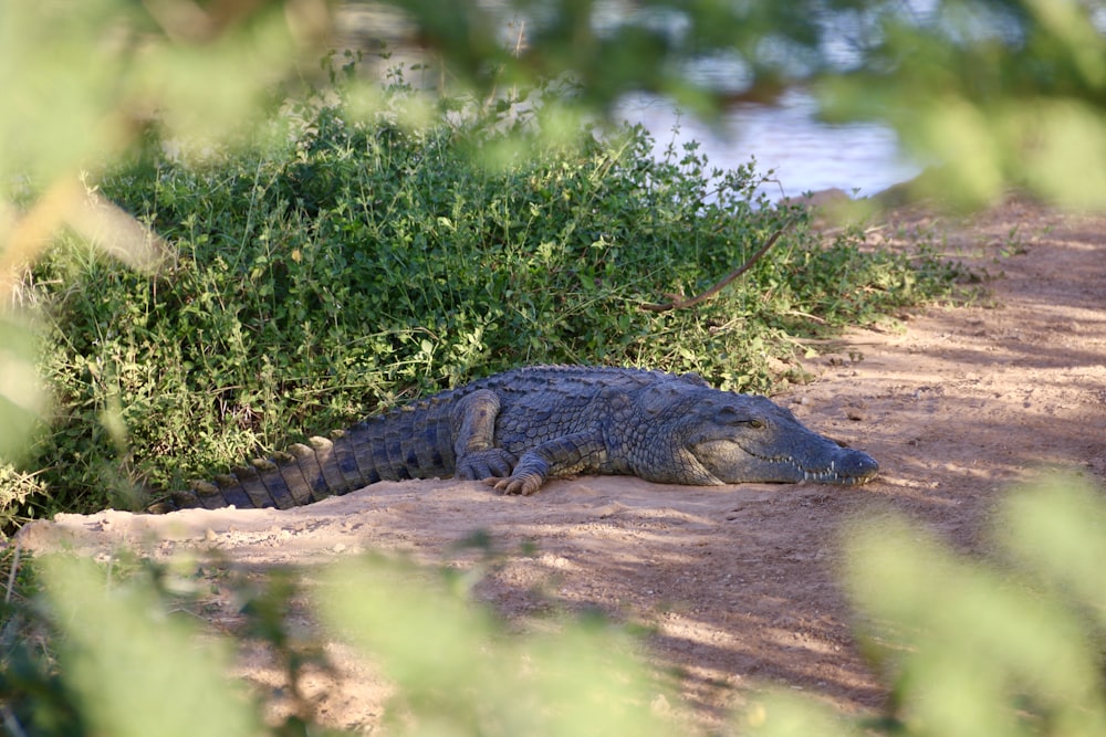 a lizard on a dirt path