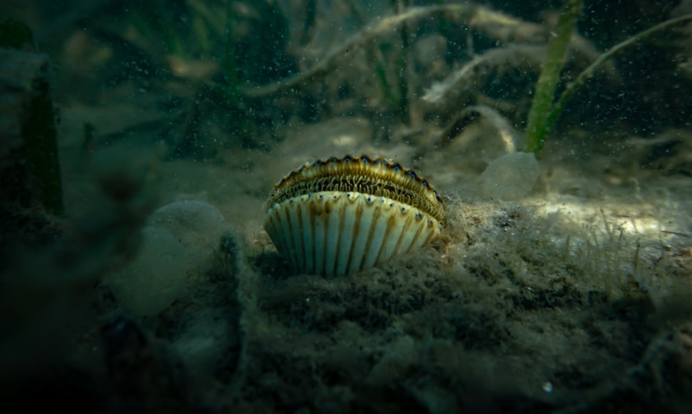 uma criatura marinha debaixo d'água
