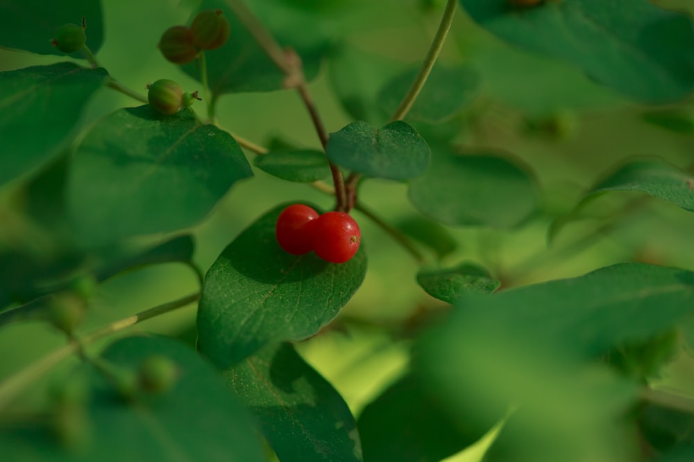 eine rote Beere auf einem grünen Blatt