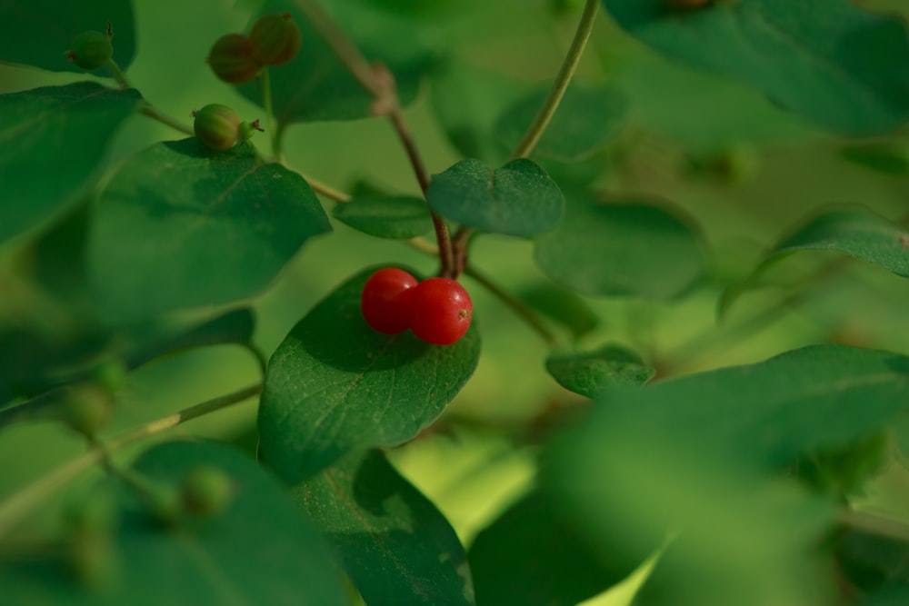 una baya roja en una hoja verde