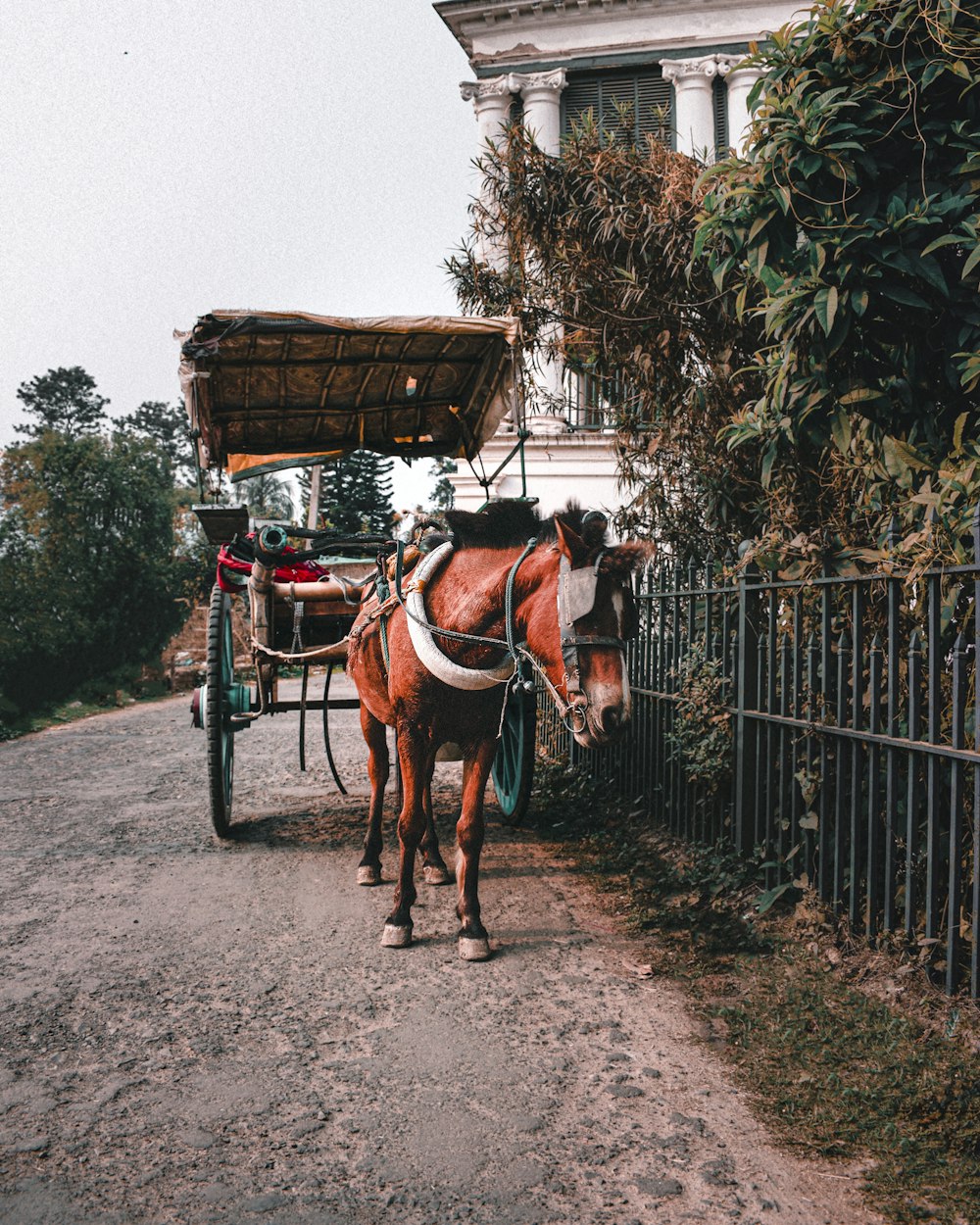 a horse pulling a cart