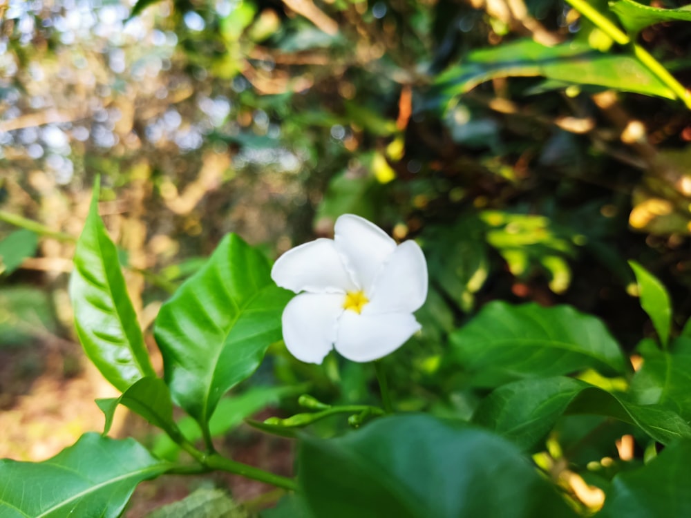 a white flower surrounded by green leaves