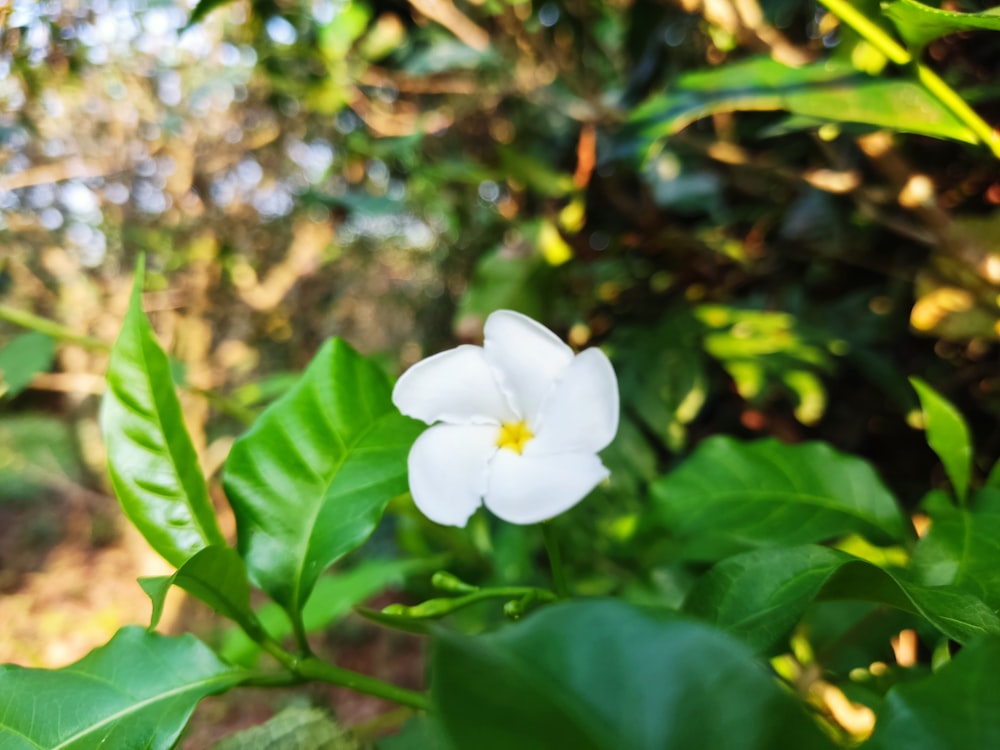una flor blanca rodeada de hojas verdes