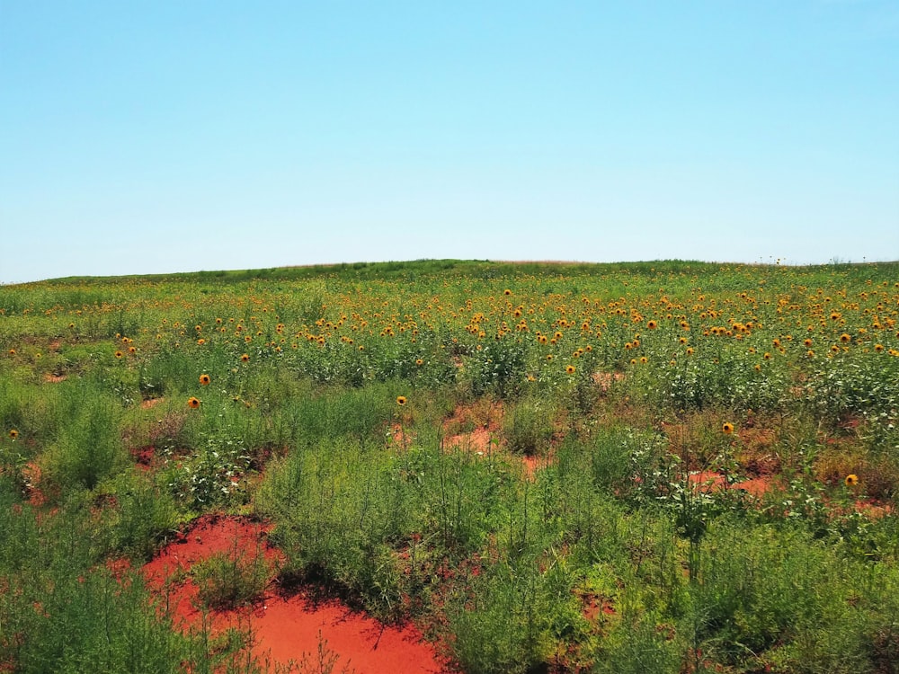 a field of plants