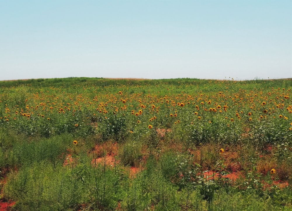 a field of flowers