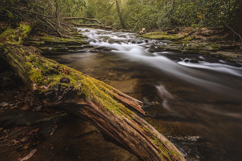 a stream of water with moss on the banks