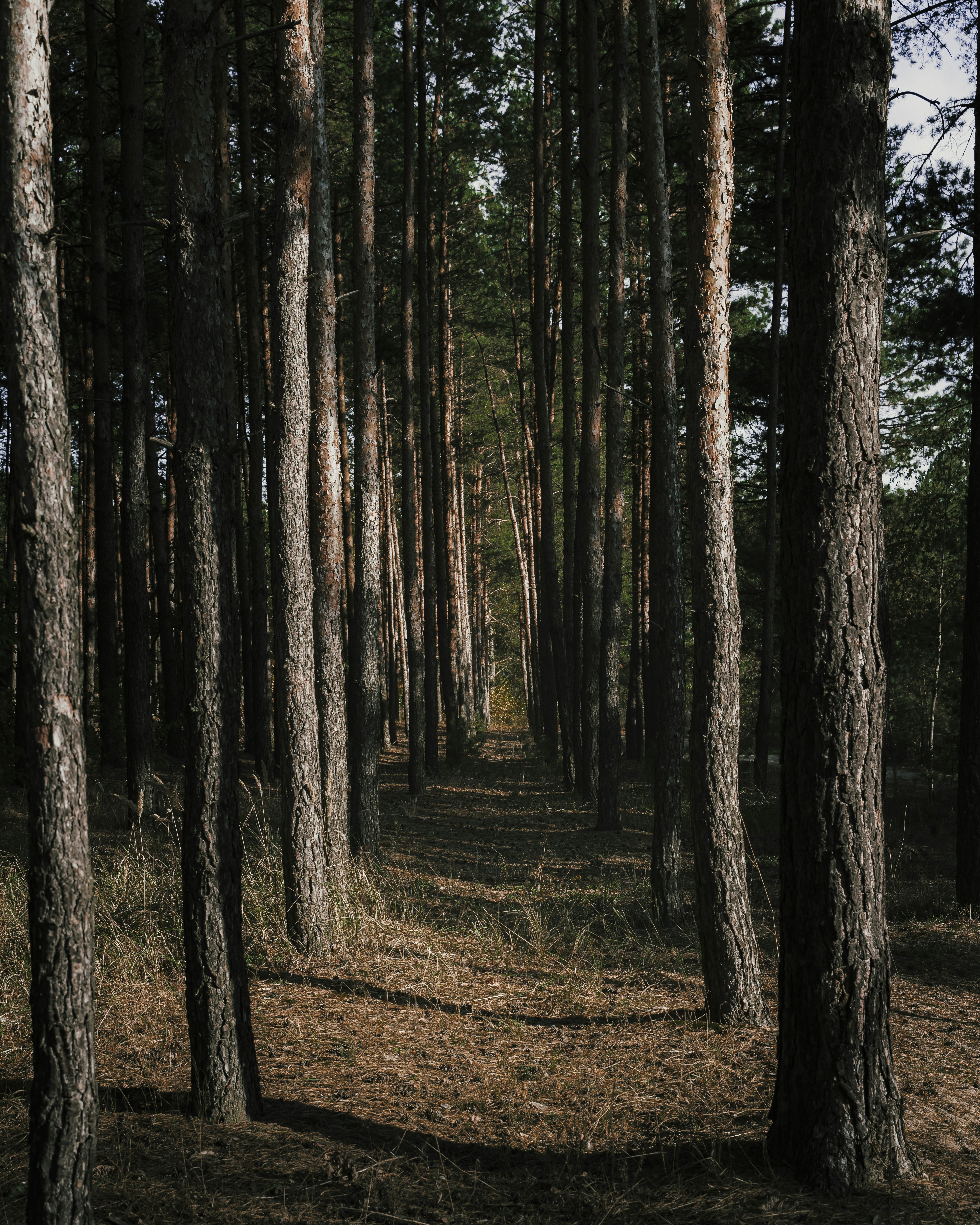 Photo by maksym_tymchyk