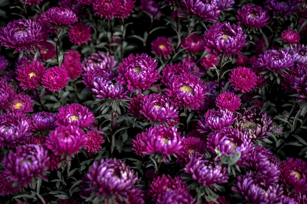 Un grupo de flores púrpuras