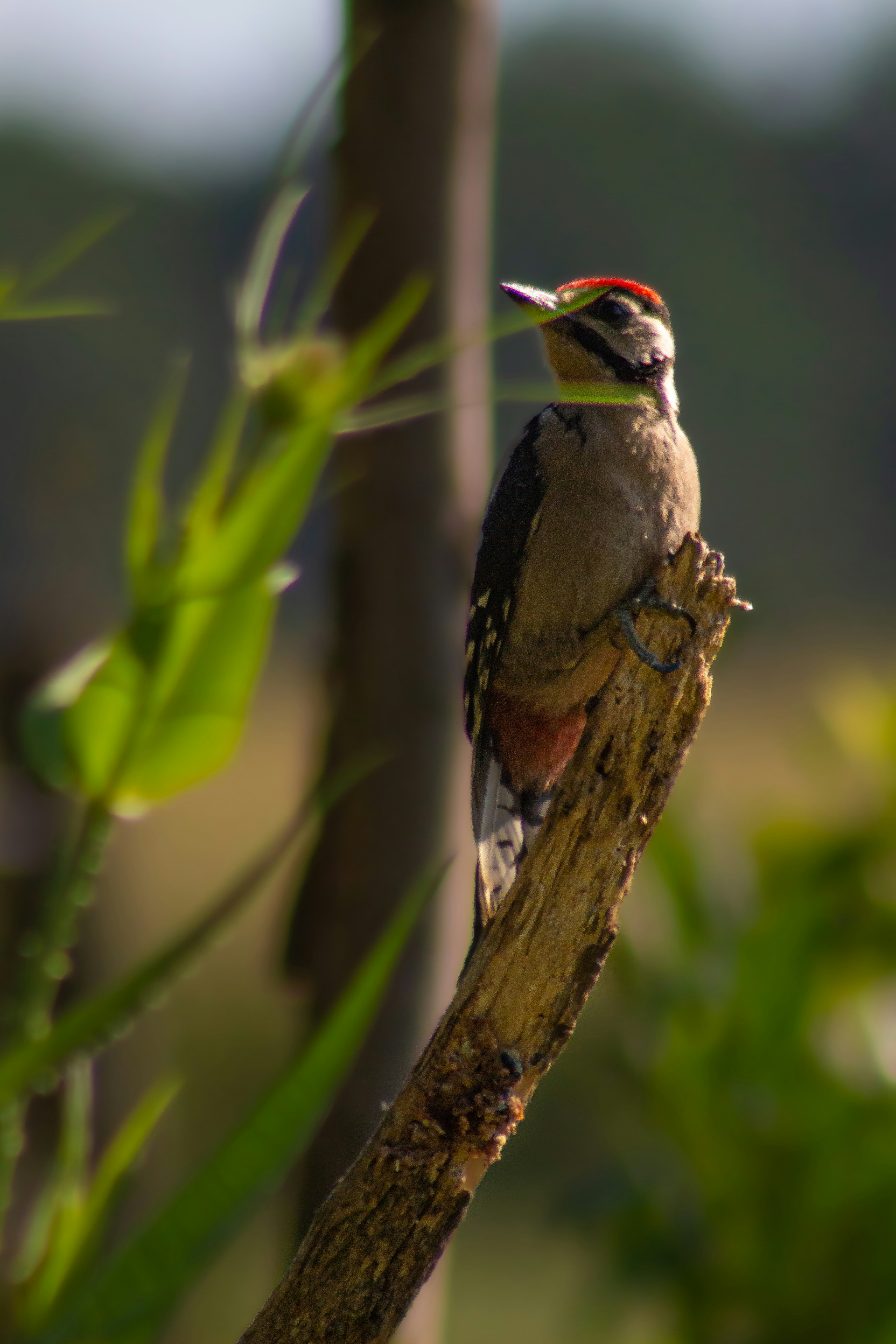 Photo by kennygoossen