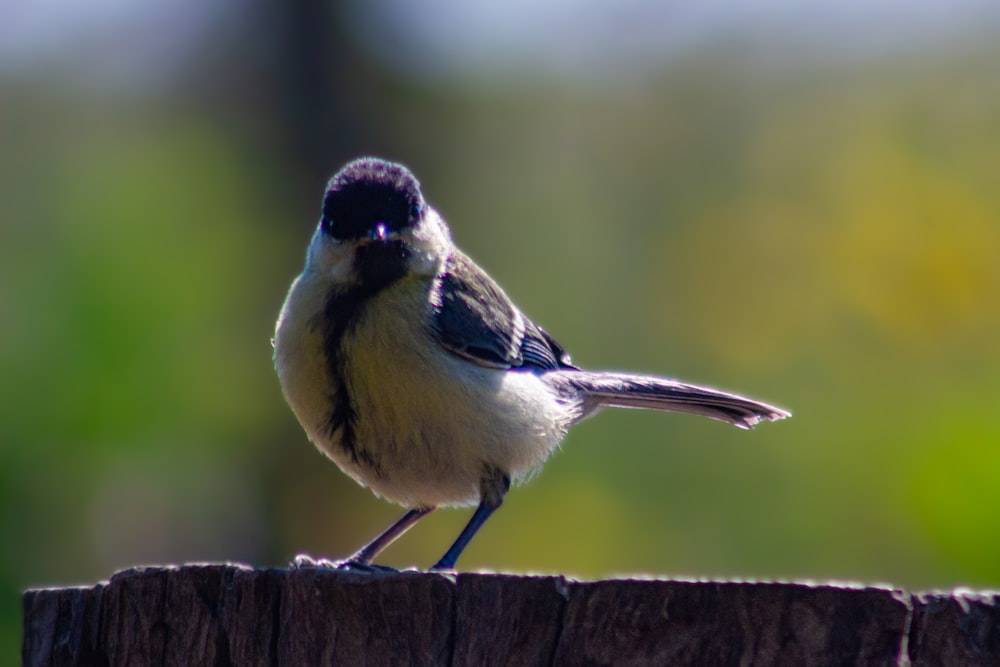 a bird standing on a log