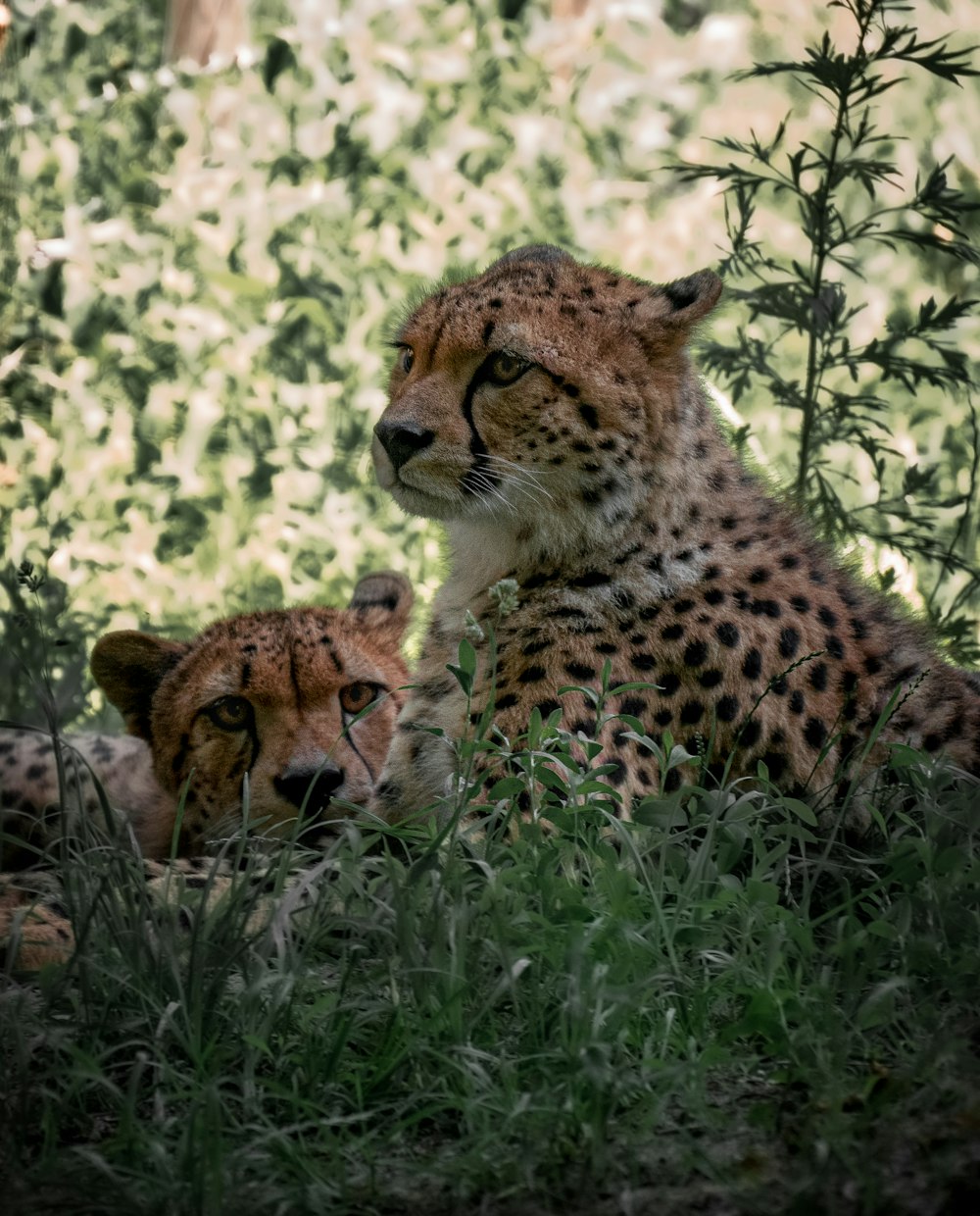 a couple of cheetahs in the grass
