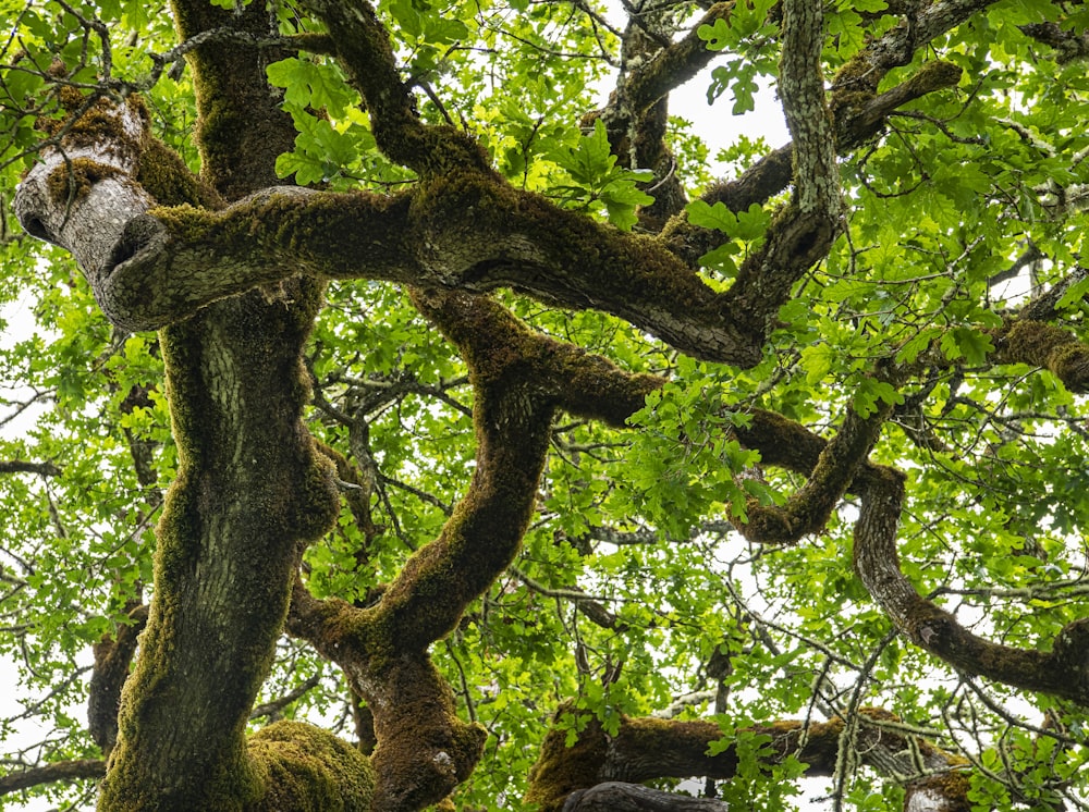 a lion in a tree