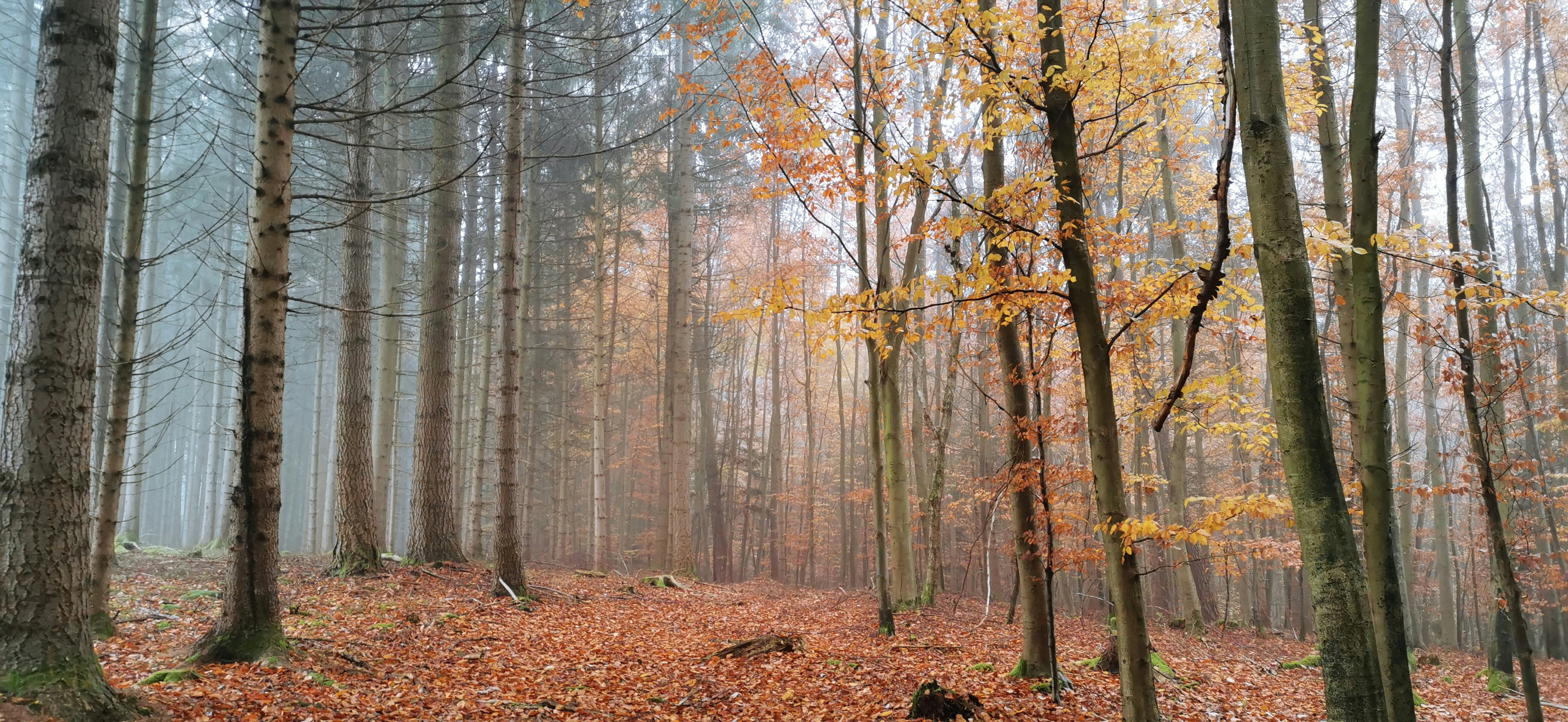 Photo by hendrikb
