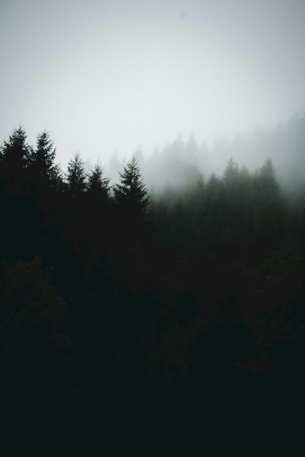 a forest with fog