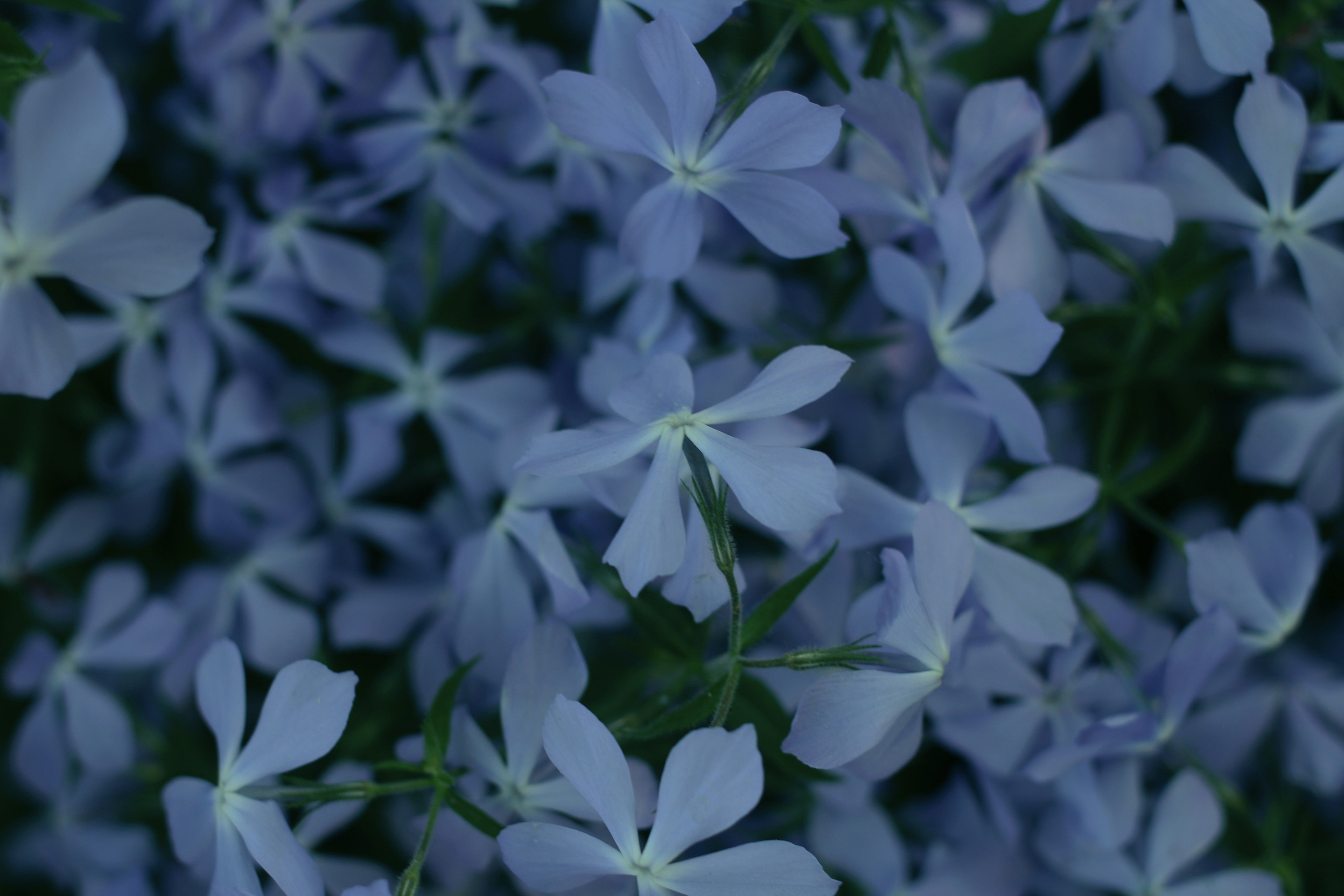 um close up de flores brancas