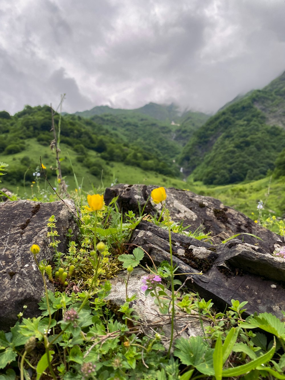 a river with a rock and flowers