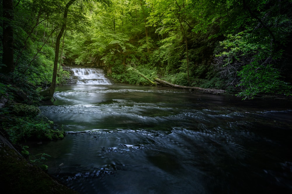 a river running through a forest