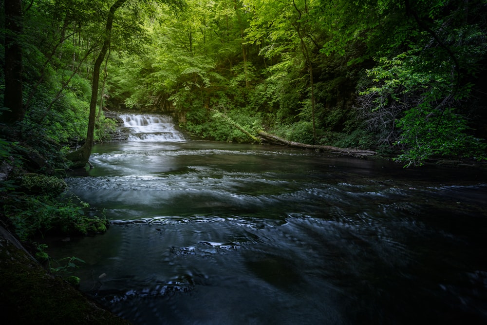 une rivière qui traverse une forêt
