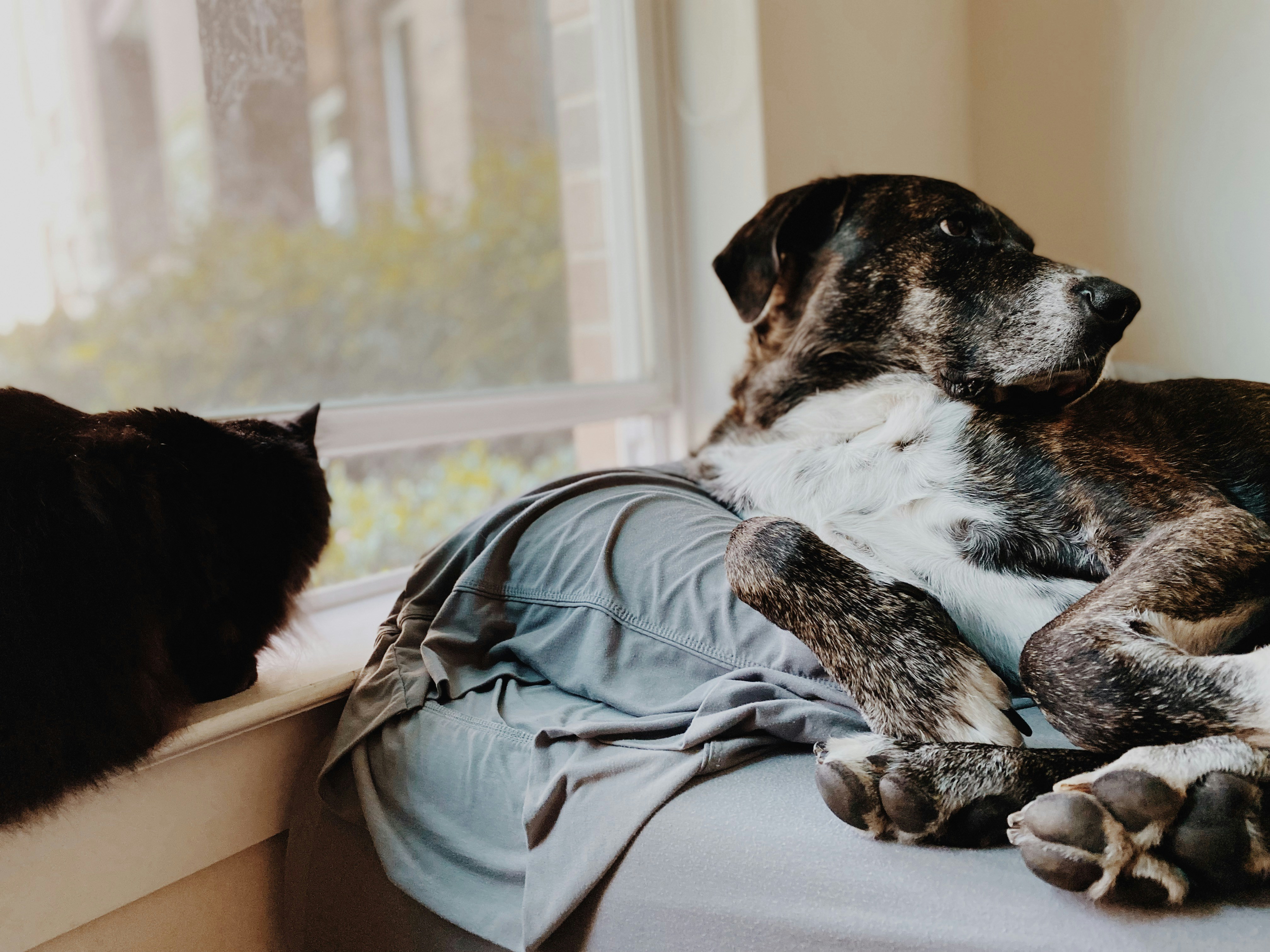 a Treeing Tennessee Brindle dog lying on a blanket