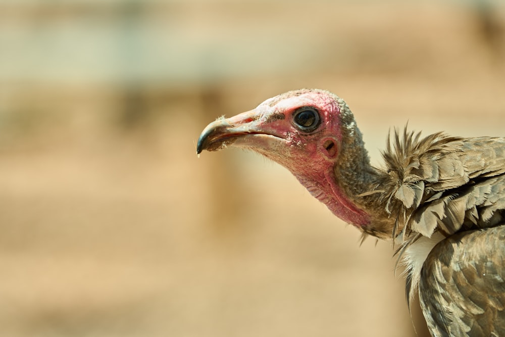 a bird with a red head